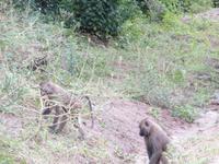 Manyara-Nationalpark - Paviane