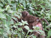 Manyara-Nationalpark - Paviane