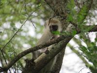 Manyara-Nationalpark - Grüne Meerkatze
