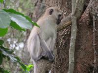 Manyara-Nationalpark - Grüne Meerkatze
