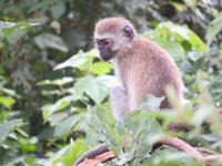 Manyara-Nationalpark - Grüne Meerkatze