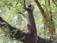 Manyara-Nationalpark - Grüne Meerkatze