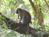 Manyara-Nationalpark - Grüne Meerkatze