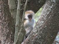 Manyara-Nationalpark - Grüne Meerkatze