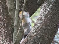 Manyara-Nationalpark - Grüne Meerkatze