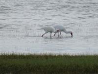 Manyara-Nationalpark - Löffelreiher