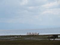 Manyara-Nationalpark - Pelikane und Gnu