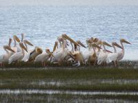 Manyara-Nationalpark - Pelikane