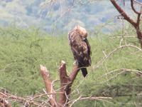 Manyara-Nationalpark - Kampfadler