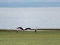 Manyara-Nationalpark - Nimmersatt
