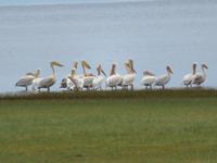 Manyara-Nationalpark - Pelikane