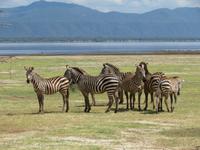 Manyara-Nationalpark - Zebras