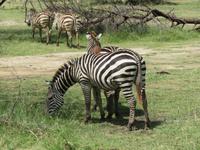 Manyara-Nationalpark - Zebras