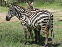 Manyara-Nationalpark - Zebras