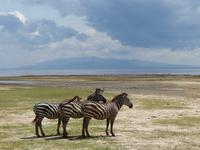 Manyara-Nationalpark - Zebras