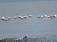Manyara-Nationalpark - Flamingos