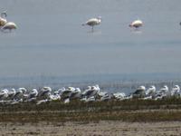 Manyara-Nationalpark - Flamingos