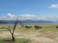 Manyara-Nationalpark - Zebras