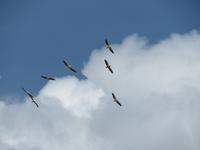 Manyara-Nationalpark - Pelikane erheben sich in die Lüfte