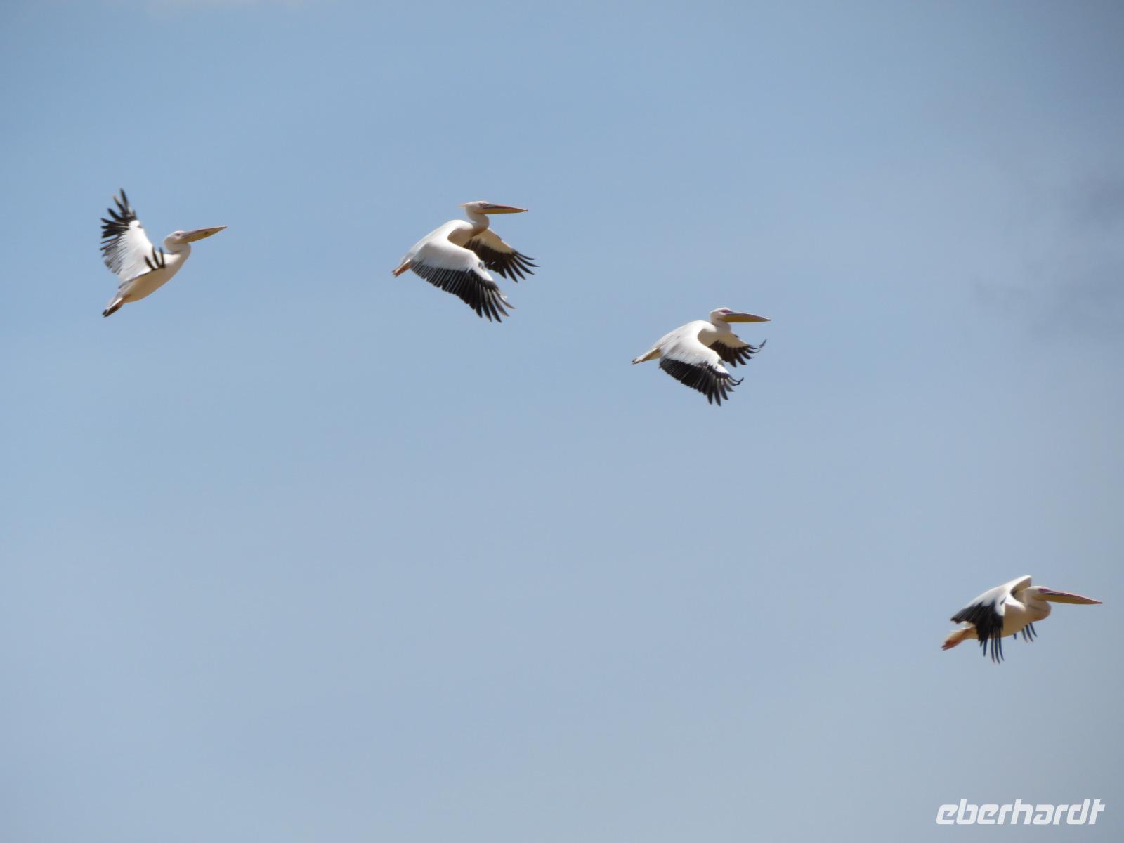Manyara-Nationalpark - Pelikane erheben sich in die Lüfte