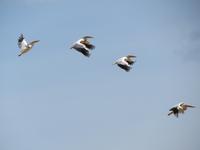 Manyara-Nationalpark - Pelikane erheben sich in die Lüfte