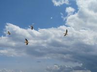Manyara-Nationalpark - Pelikane erheben sich in die Lüfte