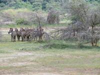 Manyara-Nationalpark - Zebras
