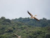 Manyara-Nationalpark - Pelikane erheben sich in die Lüfte