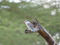 Manyara-Nationalpark - Kingfisher