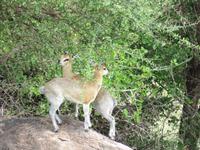 Manyara-Nationalpark - Klippspringer