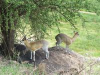 Manyara-Nationalpark - Klippspringer