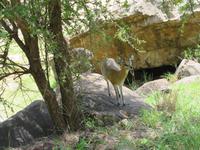 Manyara-Nationalpark - Klippspringer