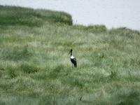 Manyara-Nationalpark - Sattelstorch
