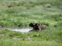 Manyara-Nationalpark - Büffel