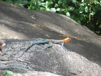 Manyara-Nationalpark - Echse