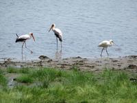 Manyara-Nationalpark - Nimmersatt und Löffelreiher