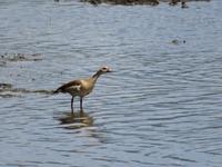 Manyara-Nationalpark - Ägyptengans