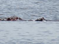 Manyara-Nationalpark - Nilpferde (Hippos)