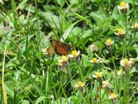 Manyara-Nationalpark -