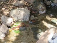 Manyara-Nationalpark - heiße Quellen