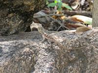 Manyara-Nationalpark - Eidechse
