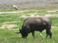 Manyara-Nationalpark - Büffel mit Kuhreiher