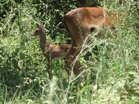 Manyara-Nationalpark - Impala