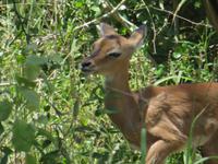 Manyara-Nationalpark - Impala