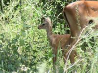 Manyara-Nationalpark - Impala