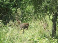 Manyara-Nationalpark - Paviane