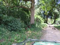 Manyara-Nationalpark - Paviane