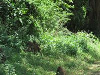 Manyara-Nationalpark - Paviane