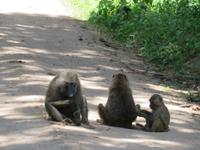 Manyara-Nationalpark - Paviane lassen sich von uns nicht stören