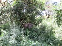Manyara-Nationalpark - Elefant